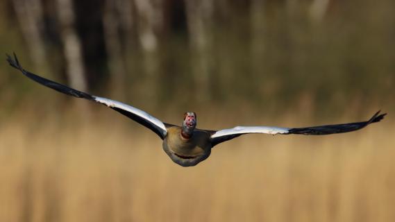 Wildgans im Landeanflug