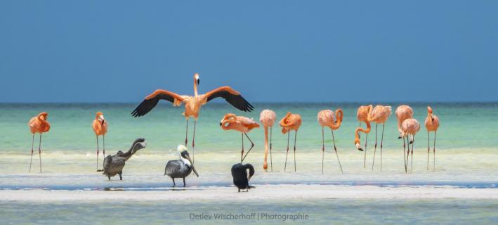 Flamingos und Pelikane