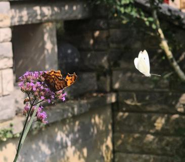 20240819 142748_§%#_Schmetterlinge im Flug