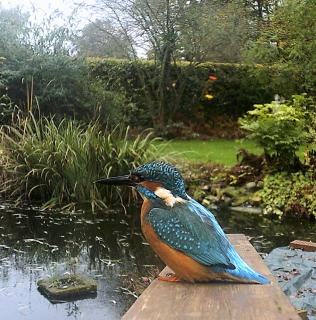 # DSCF0072_§%#_Eisvogel