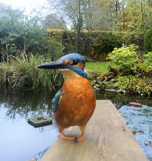 # DSCF0116_$%#_Eisvogel
