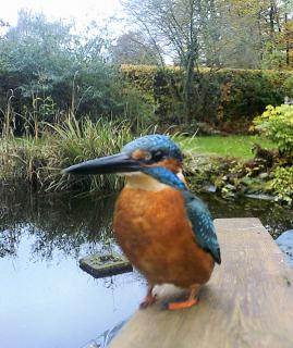 # DSCF0117_$%#_Eisvogel