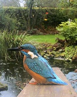 # DSCF0070_§%#_Eisvogel im Garten