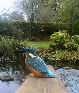 # DSCF0071_§%#_Eisvogel