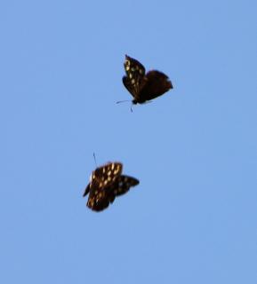 IMG 7704_§%#_Schmetterlinge im Flug