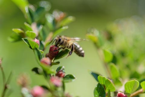 Wildbiene auf Beutezug