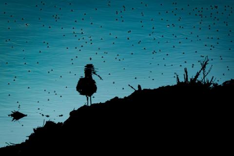 Stelzenläufer bei Nacht im Sternenmeer