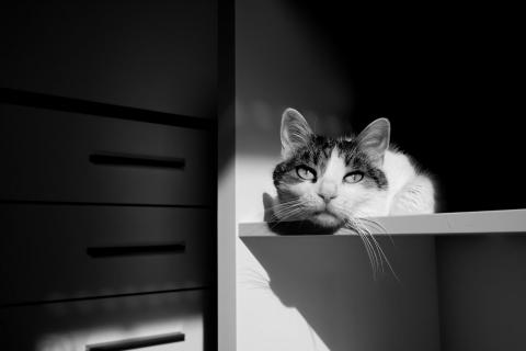 Träumende Katze