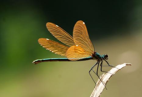 Prachtlibelle