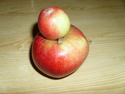 zusammengewachsene Äpfel