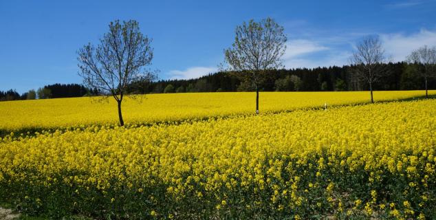 Rapslandschaft