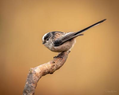 Schwanzmeise - Aegithalos caudatus