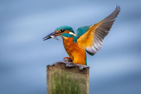 Eisvogel