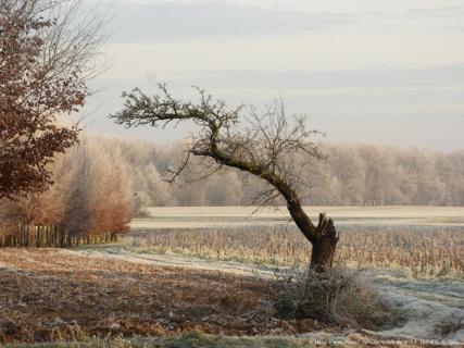 Mein Freund der Apfelbaum.