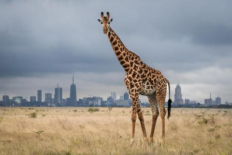 Nairobi Giraffe