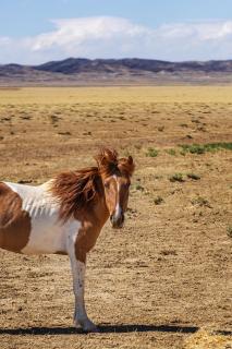 Desert Life