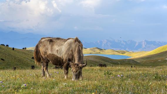 Yak Lunch