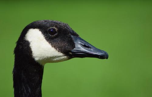 Gans im Profil