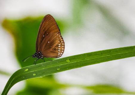 Falter auf dem Blatt