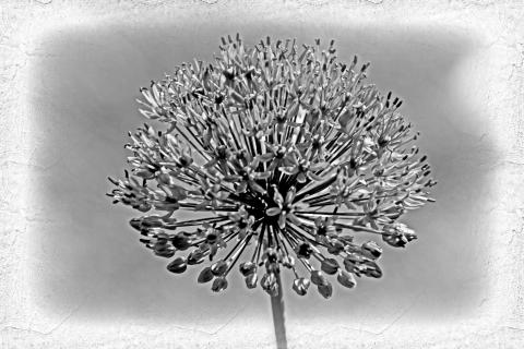 Allium