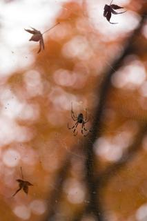 Autumn spider