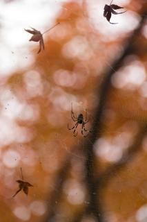 Autumn spider
