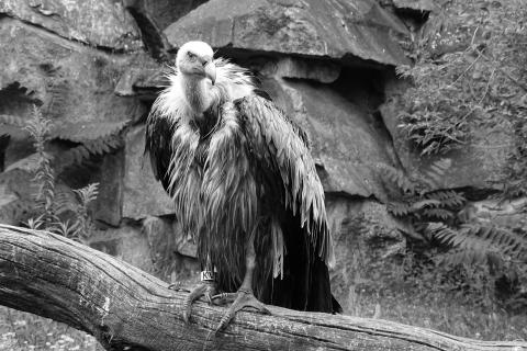 Gänsegeier im Tierpark Berlin