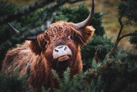 Highland-Cow