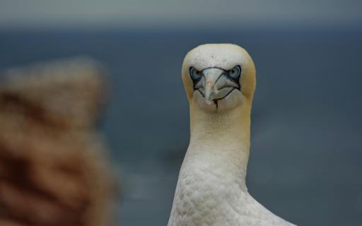 Basstölpel auf Helgoland