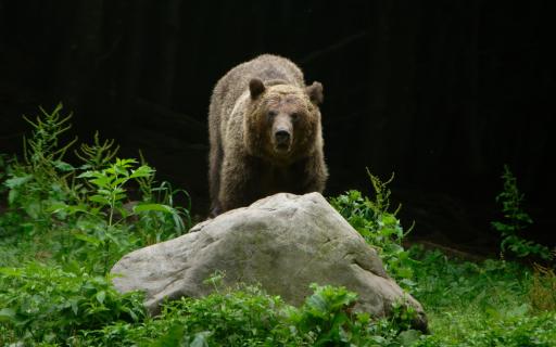 Braunbär in den rumänischen Karpaten