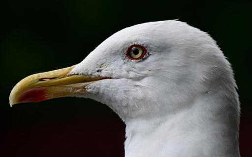 Möwen-Portrait