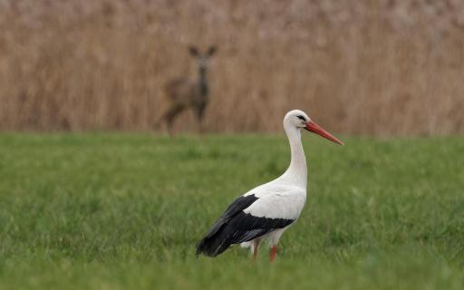 Storch mit Reh im Hintergrund