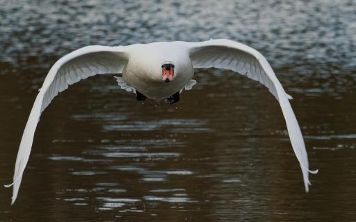 Höckerschwan im Anflug