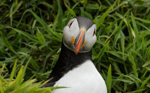 Puffin auf Skomer