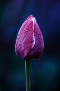 Tulpe am Morgen
