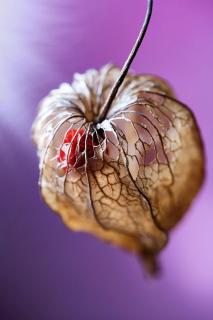 Physalis