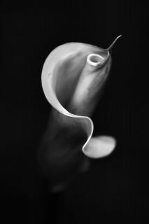 Calla