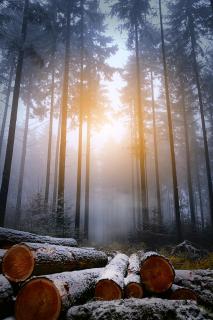 Ein Morgen im Winterwald