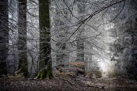 Waldbaden im Winter