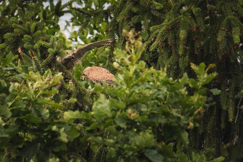 598 Altvogel bringt Futter für Jungvogel 4316