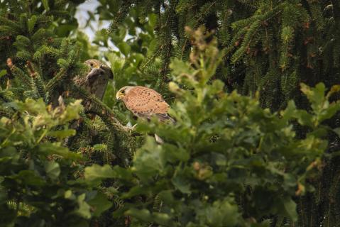 599 Altvogel bringt Futter 4317