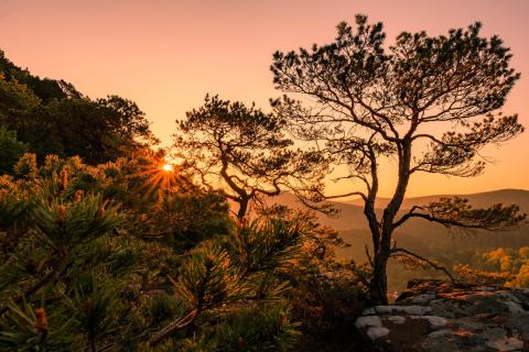 Sonnenaufgang Pfälzerwald