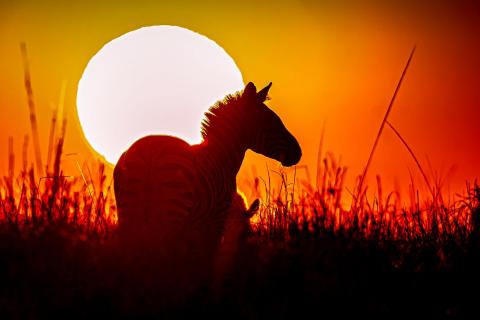 Zebra im Sonnenuntergang
