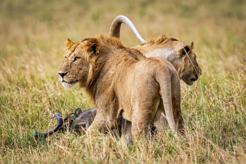 Löwenpaar sichert die Beute