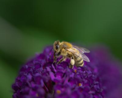 Honigbiene am Fliederstrauch