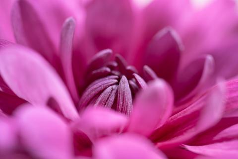 Chrysantheme in pink