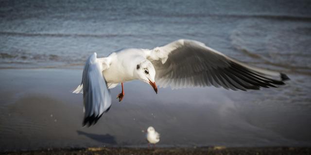 Möwe im Flug