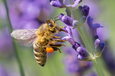 Bee at work