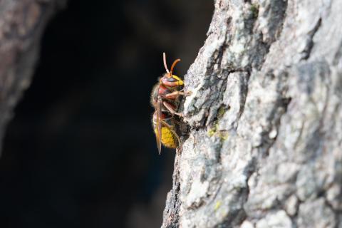 Hornisse bewacht den Eingang zum Nest