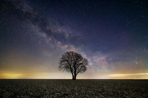 Der Baum